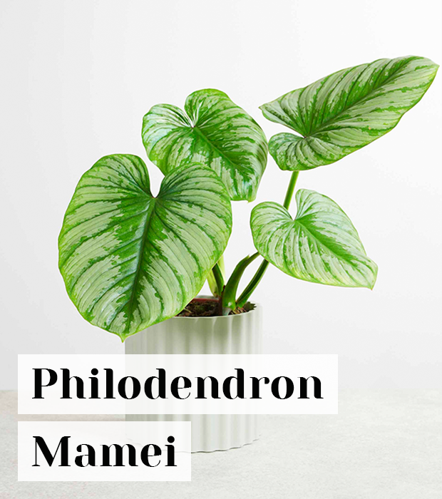  Philodendron Mamei 
